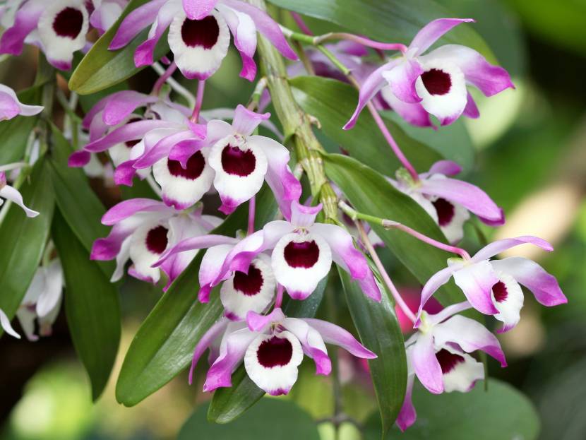 Dendrobium (Dendrobium nobile)