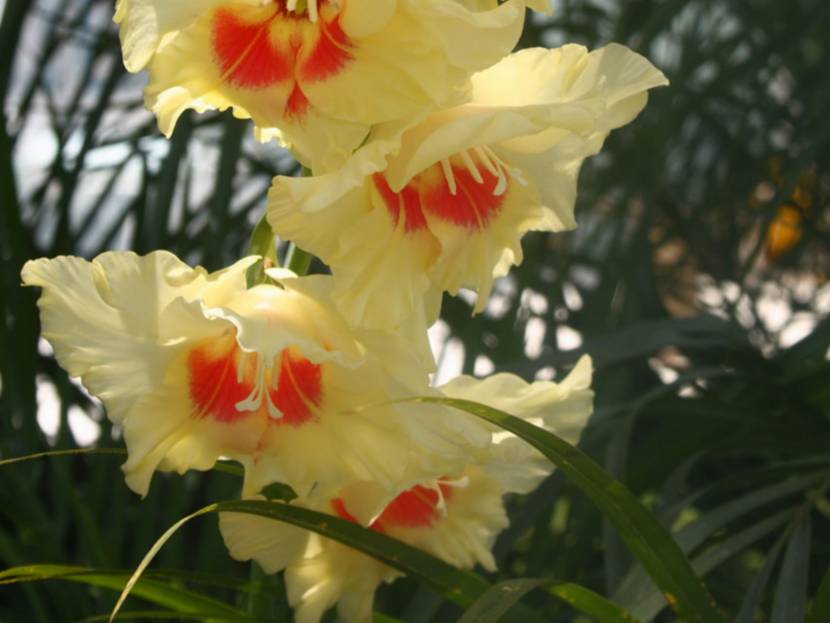 Gladiolo (Gladiolus)