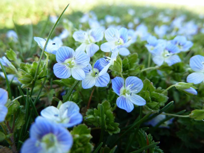 Non ti scordar di me (Myosotis)