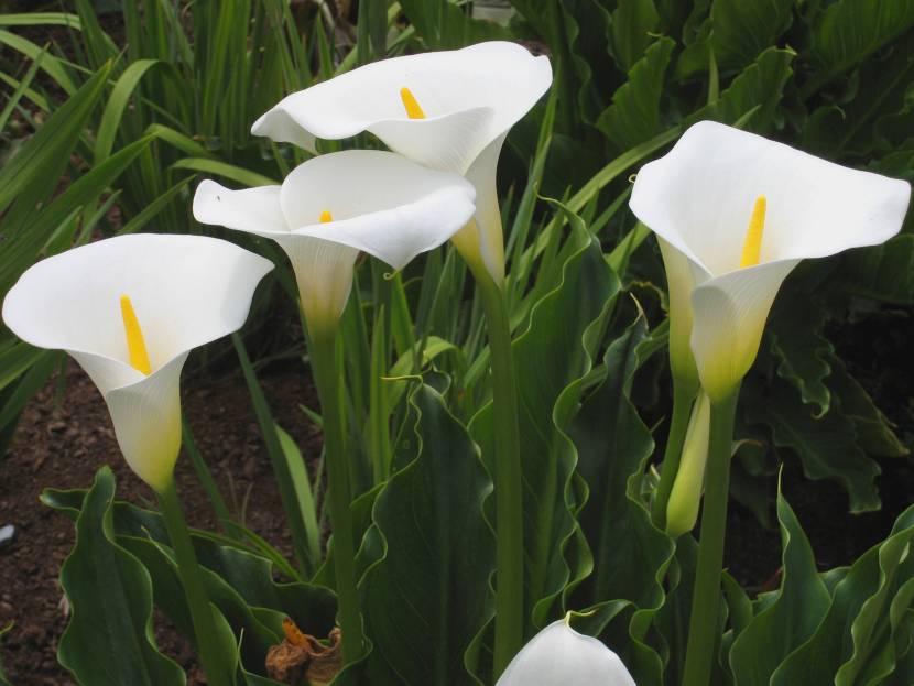 Calla (Zantedeschia aethiopica)